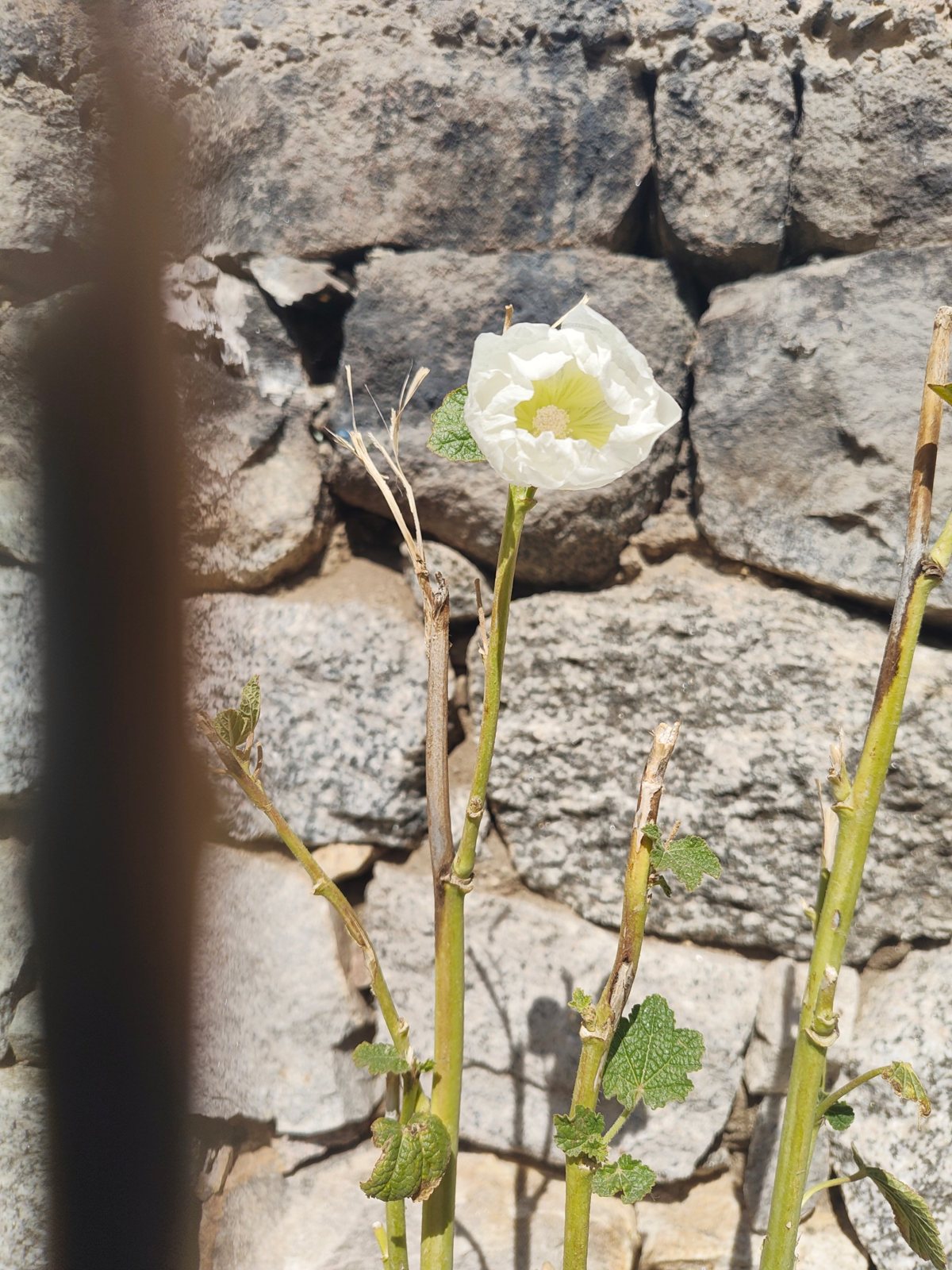 a wall in leh